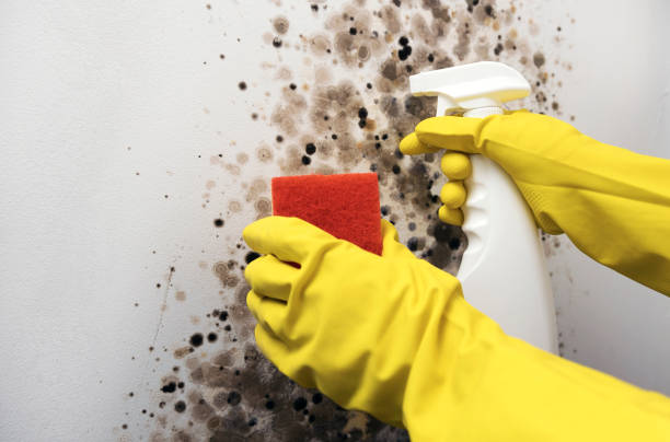 Professional Mold Removal in Iuka, MS